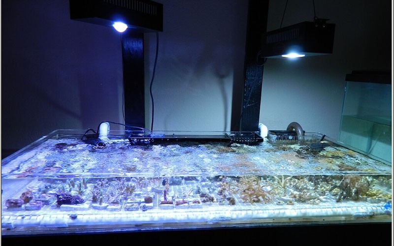 reef led tank reef led tank